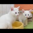 電動おもちゃにドン引きする子猫と大喜びの先住猫【白玉ちゃん＆坊ちゃん日記】New Electric Toy: Kittens Freeze, Resident Cat Loves It