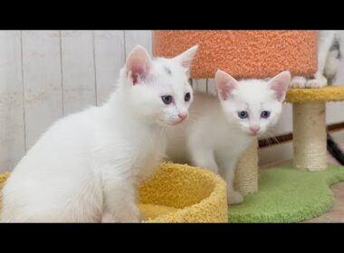 電動おもちゃにドン引きする子猫と大喜びの先住猫【白玉ちゃん＆坊ちゃん日記】New Electric Toy: Kittens Freeze, Resident Cat Loves It
