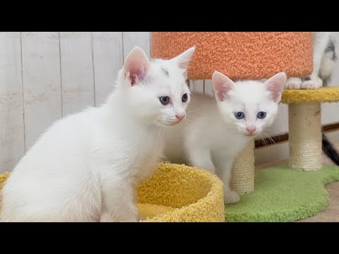 電動おもちゃにドン引きする子猫と大喜びの先住猫【白玉ちゃん＆坊ちゃん日記】New Electric Toy: Kittens Freeze, Resident Cat Loves It