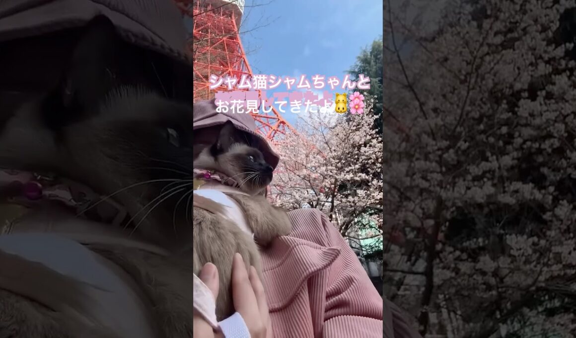 シャムちゃんとお花見してきたよ🐱🌸