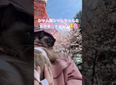 シャムちゃんとお花見してきたよ🐱🌸