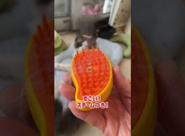 ラグドール猫&ポメラニアン犬 #shorts