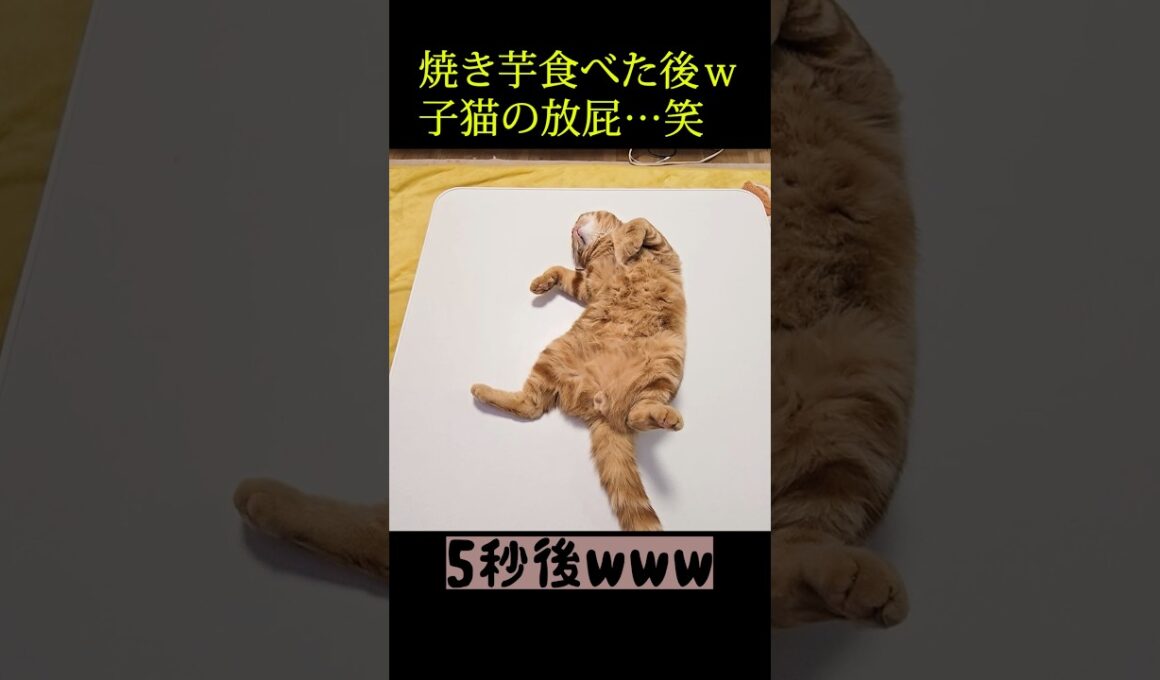焼き芋を食べたあとの子猫の放屁...笑#子猫