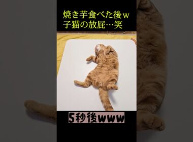 焼き芋を食べたあとの子猫の放屁...笑#子猫