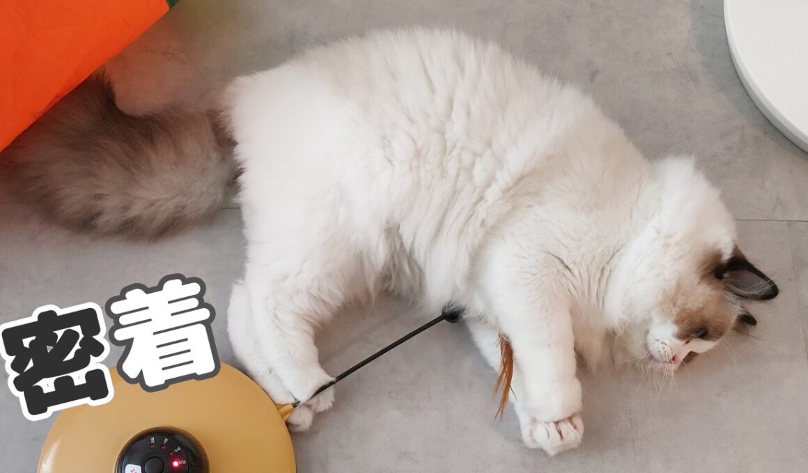 【ラグドール】お出迎えから始まる、おっとり過ぎる子猫の１日に密着🐈️📸