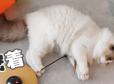 【ラグドール】お出迎えから始まる、おっとり過ぎる子猫の１日に密着🐈️📸