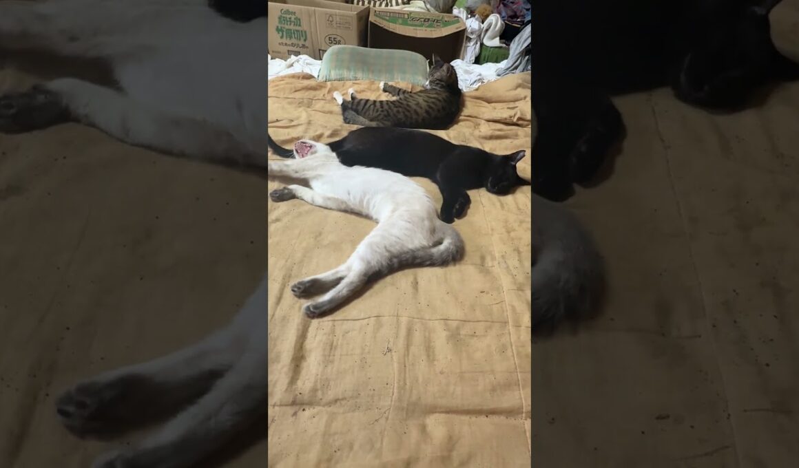 三毛猫ミックス「シャム雫、黒猫の黒夢、キジシロのルル。布団の真ん中で、三連星」