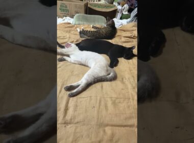 三毛猫ミックス「シャム雫、黒猫の黒夢、キジシロのルル。布団の真ん中で、三連星」