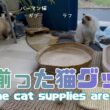 バーマン猫ラフとガブ【出揃った猫グッズ】All the cat supplies are here（バーマン猫）Birman/Cat