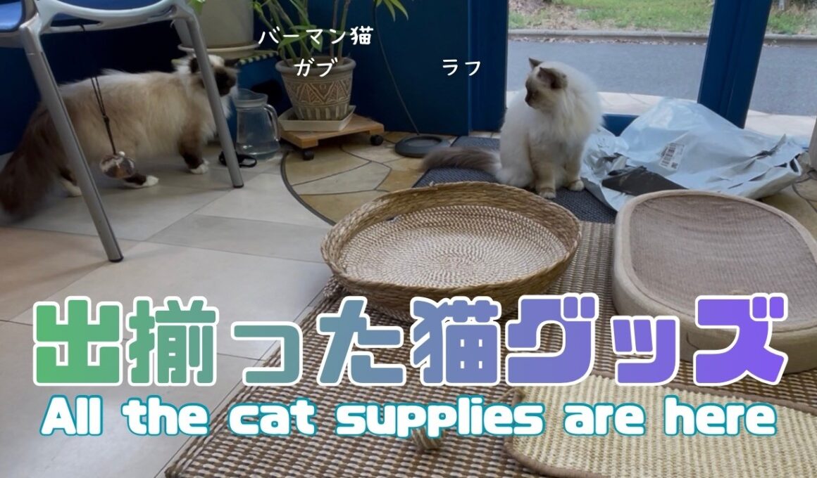 バーマン猫ラフとガブ【出揃った猫グッズ】All the cat supplies are here（バーマン猫）Birman/Cat