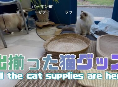 バーマン猫ラフとガブ【出揃った猫グッズ】All the cat supplies are here（バーマン猫）Birman/Cat