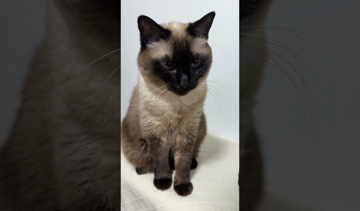 シャム猫のふくさん【たぬき猫】 #cat #しゃむねこ #猫のいる暮らし #猫好きさんと繋がりたい #ねこ #cutecat #cat