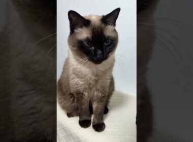 シャム猫のふくさん【たぬき猫】 #cat #しゃむねこ #猫のいる暮らし #猫好きさんと繋がりたい #ねこ #cutecat #cat