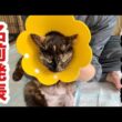 ３本足の子猫【お名前発表】します