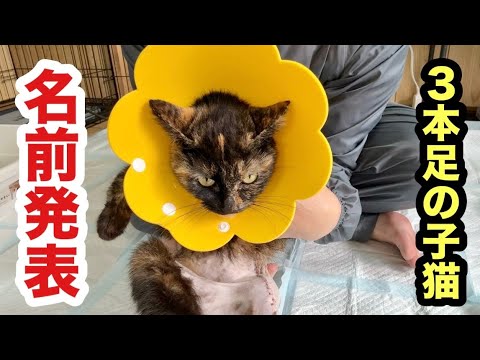 ３本足の子猫【お名前発表】します