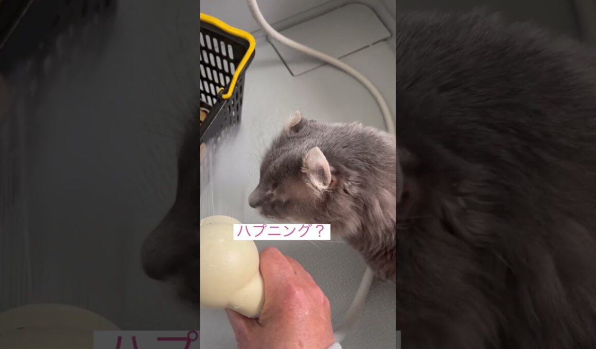 やっぱり来たね #ねこ動画 #アメリカンカール