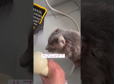 やっぱり来たね #ねこ動画 #アメリカンカール