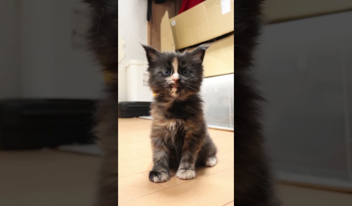 生後31日キュートなメインクーン赤ちゃん萌奈（もえな）ちゃん