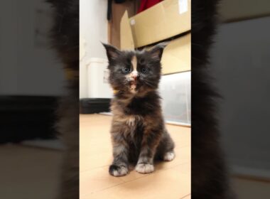 生後31日キュートなメインクーン赤ちゃん萌奈（もえな）ちゃん