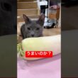 大根どんな味にゃ？猫#ロシアンブルー #猫