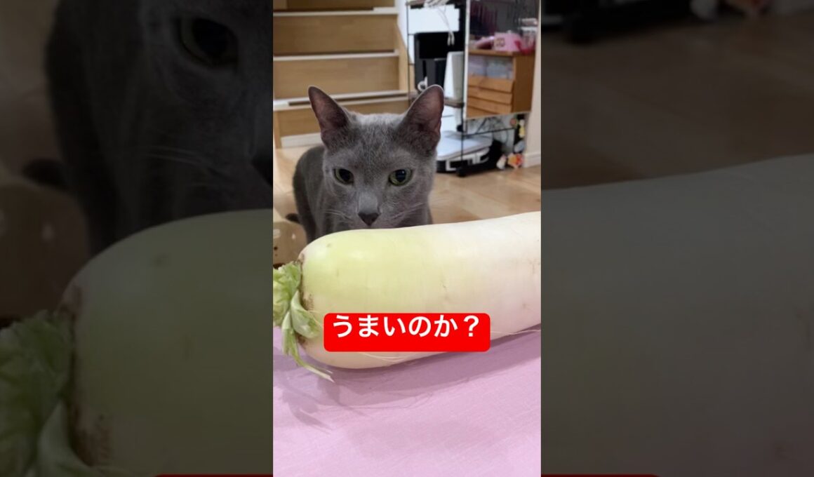 大根どんな味にゃ？猫#ロシアンブルー #猫