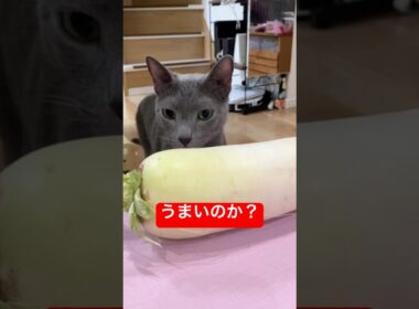大根どんな味にゃ？猫#ロシアンブルー #猫