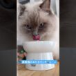 貴族猫さま、お食事を召し上がる
