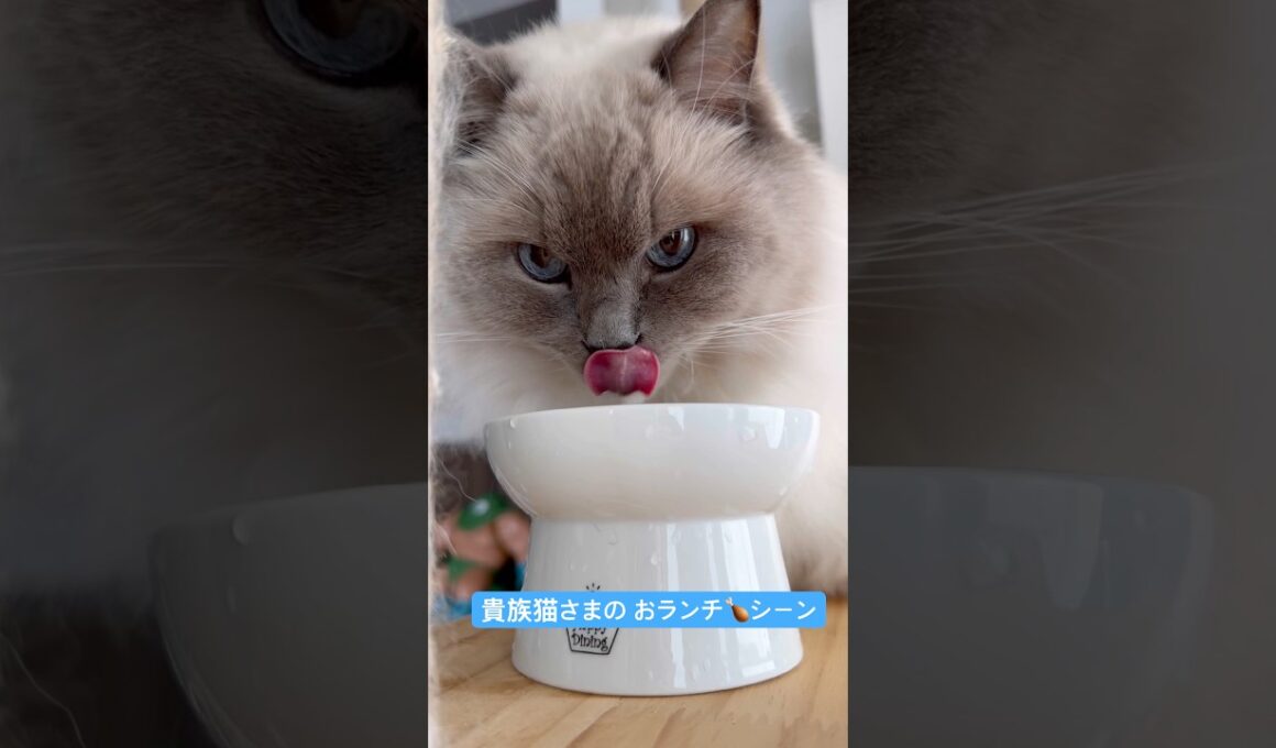 貴族猫さま、お食事を召し上がる