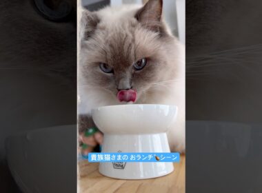 貴族猫さま、お食事を召し上がる