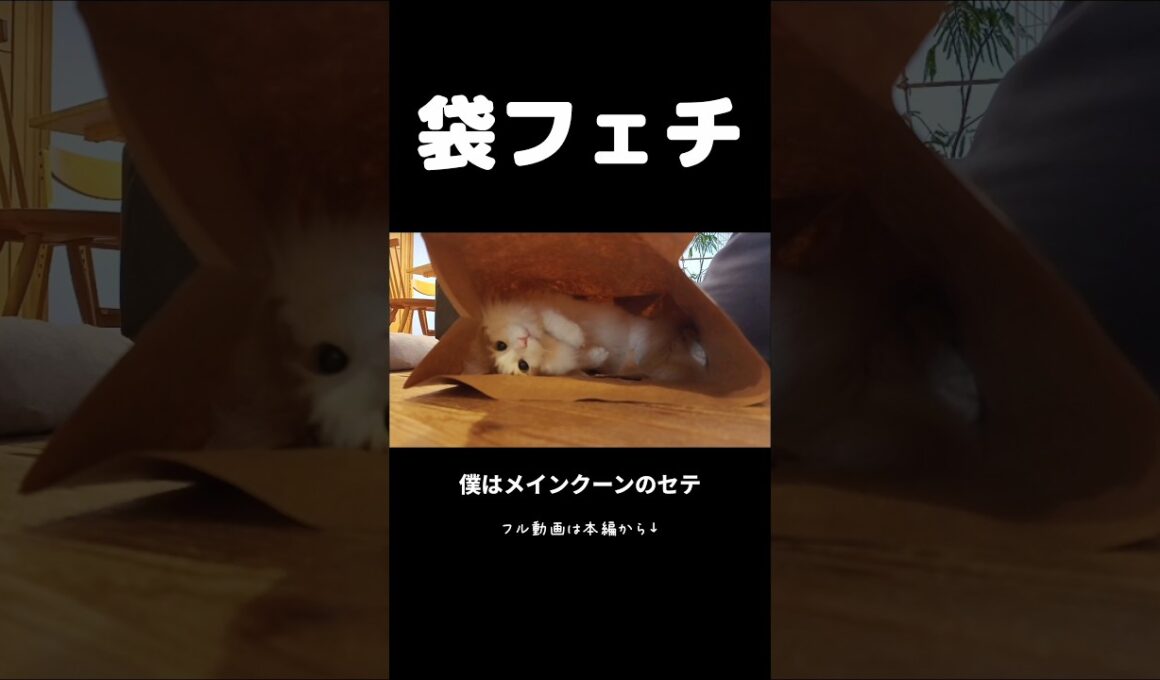 今日のセテさん #メインクーン #大型猫 #猫のいる暮らし #shorts #cat #mainecoon #catshorts​ #ノルウェージャンフォレストキャット #サイベリアン