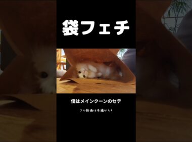 今日のセテさん #メインクーン #大型猫 #猫のいる暮らし #shorts #cat #mainecoon #catshorts​ #ノルウェージャンフォレストキャット #サイベリアン