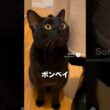 見た目は黒ヒョウみたい。でも、お迎えはかなり甘い猫😽…ボンベイ｜猫の雑学 #shorts #猫のいる暮らし #猫の雑学 #cat #猫好きさんと繋がりたい
