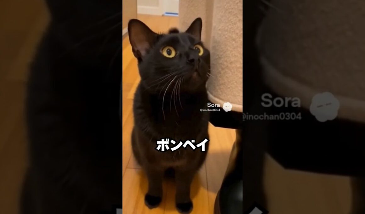 見た目は黒ヒョウみたい。でも、お迎えはかなり甘い猫😽…ボンベイ｜猫の雑学 #shorts #猫のいる暮らし #猫の雑学 #cat #猫好きさんと繋がりたい