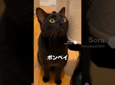 見た目は黒ヒョウみたい。でも、お迎えはかなり甘い猫😽…ボンベイ｜猫の雑学 #shorts #猫のいる暮らし #猫の雑学 #cat #猫好きさんと繋がりたい