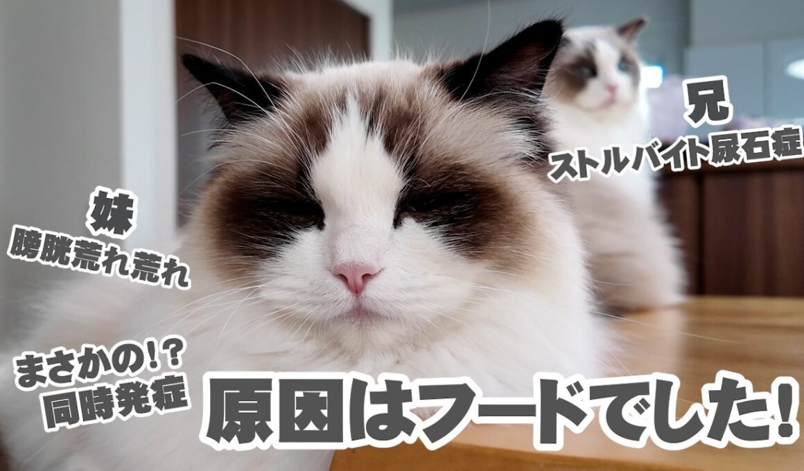 【注意喚起】猫のフード変更で尿石症に…2ヶ月の記録🐱
