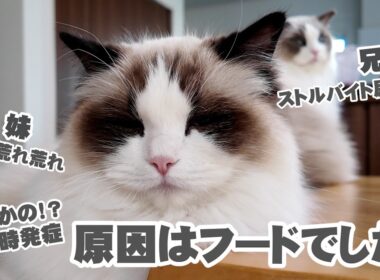 【注意喚起】猫のフード変更で尿石症に…2ヶ月の記録🐱
