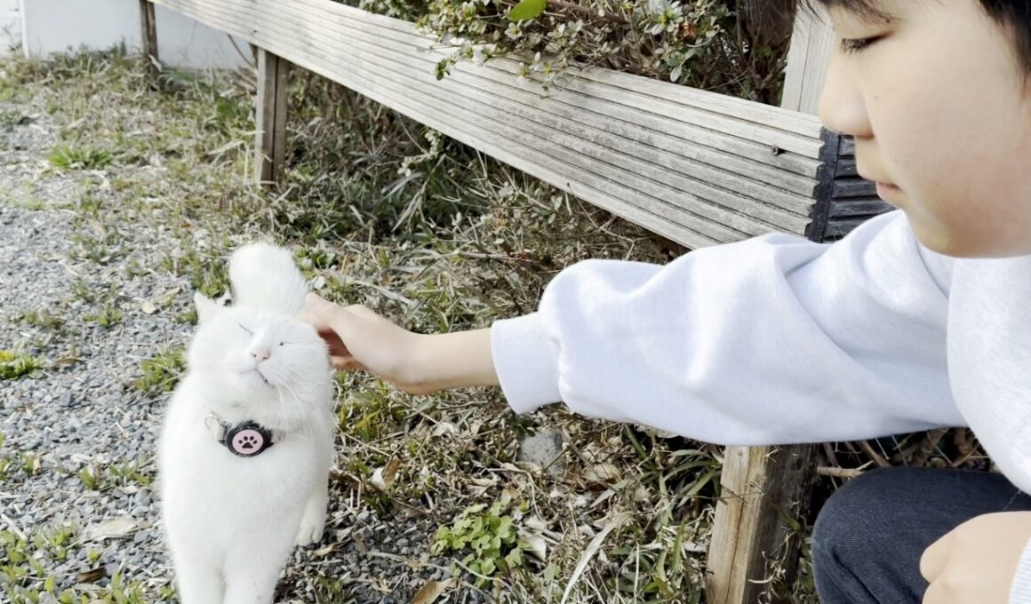 実はお兄ちゃんにベタ惚れな庭子猫ちゃんが可愛すぎた！【ニーニとクウちゃん】