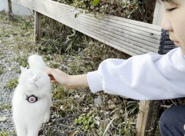 実はお兄ちゃんにベタ惚れな庭子猫ちゃんが可愛すぎた！【ニーニとクウちゃん】