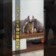 スフィンクス猫の執拗な愛。グルーミングの波に飲まれるフワフワ猫