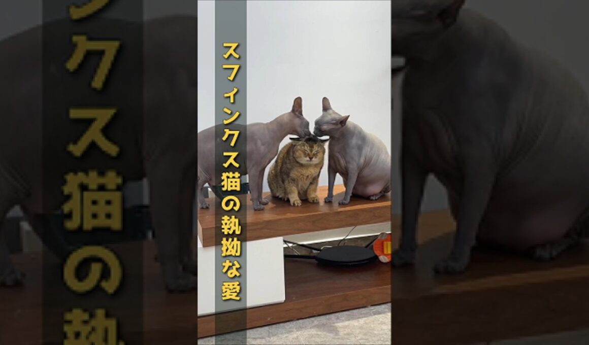 スフィンクス猫の執拗な愛。グルーミングの波に飲まれるフワフワ猫