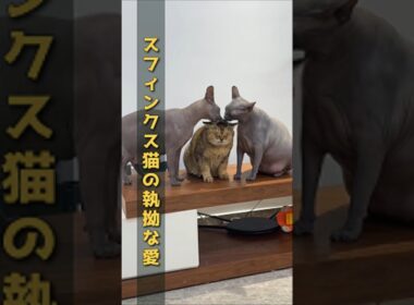 スフィンクス猫の執拗な愛。グルーミングの波に飲まれるフワフワ猫