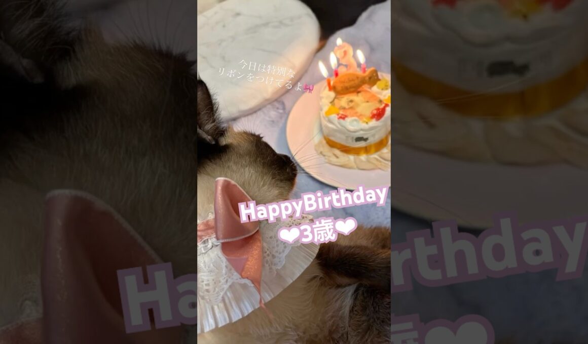 シャムちゃん3歳のお誕生日おめでとう🎀