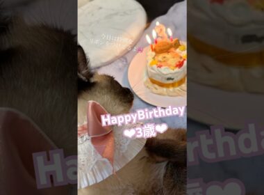 シャムちゃん3歳のお誕生日おめでとう🎀