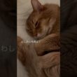 子供を見守ってから眠る猫【ソマリのぷ！】#猫 #猫のいる暮らし #猫のいる生活 #cat #ねこ #ネコ #ソマリ #shortvideo #shorts #short
