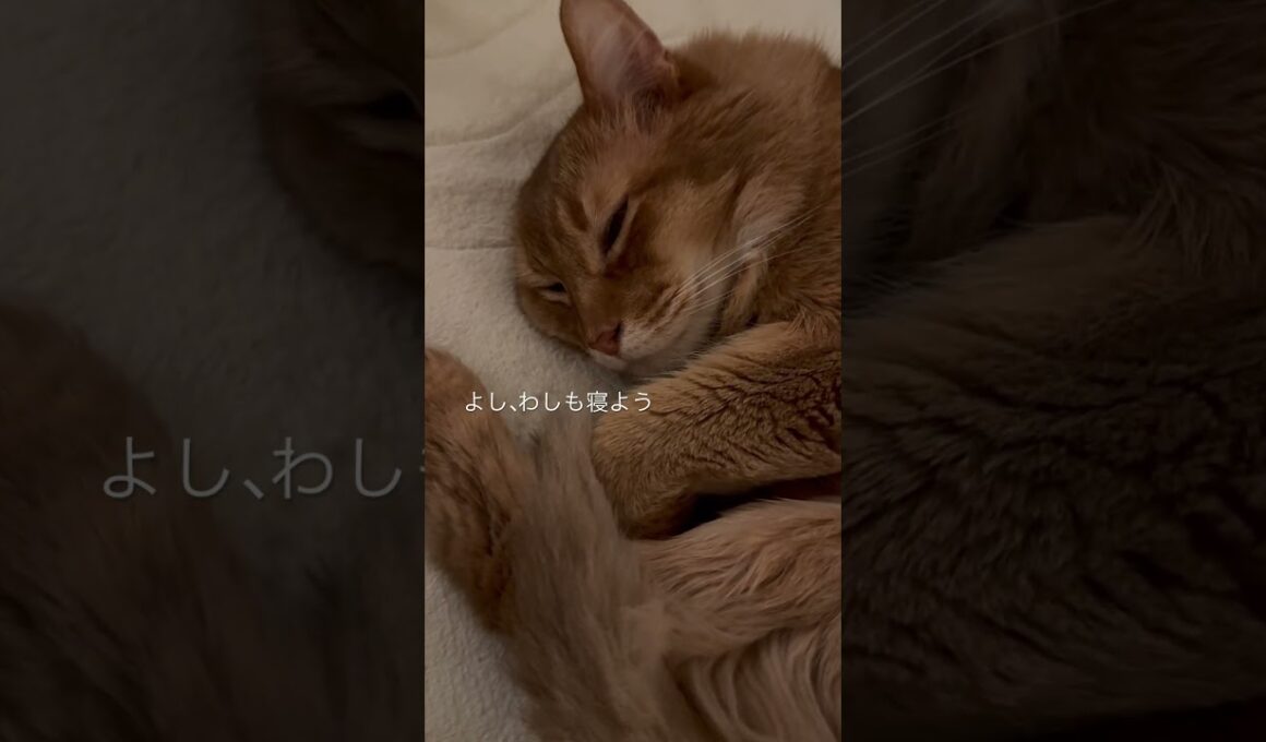 子供を見守ってから眠る猫【ソマリのぷ！】#猫 #猫のいる暮らし #猫のいる生活 #cat #ねこ #ネコ #ソマリ #shortvideo #shorts #short