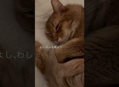 子供を見守ってから眠る猫【ソマリのぷ！】#猫 #猫のいる暮らし #猫のいる生活 #cat #ねこ #ネコ #ソマリ #shortvideo #shorts #short