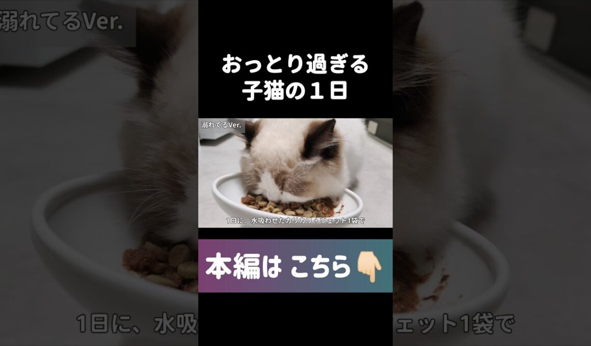 🤦🏻‍♀️💘 #shorts #猫 #子猫 #ラグドール #甘えん坊猫 #猫動画