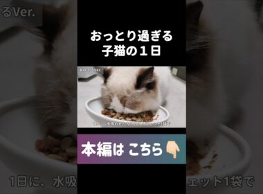 🤦🏻‍♀️💘 #shorts #猫 #子猫 #ラグドール #甘えん坊猫 #猫動画