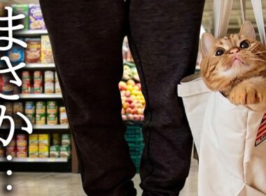 お買い物に子猫がバックの中に隠れてついてきちゃいました...