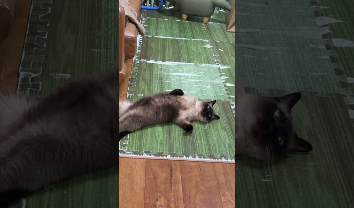 落ちてるシャム猫のふくさん【たぬき猫】 #cat #しゃむねこ #猫のいる暮らし #猫好きさんと繋がりたい #ねこ #cutecat #cat